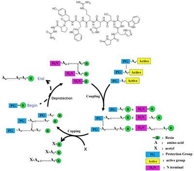 Palmitic acid-modified GnRH-Th epitope peptide immunocastration vaccine (W/O/W adjuvant) can effectively ensure the castration and reduce the smelly smell in boars